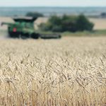 A ripe crop of wheat is harvested by a green combine, slightly out of focus, in the background.