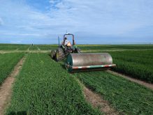 Brady Vucurevich rolling barley in Stirling Alta., last June.