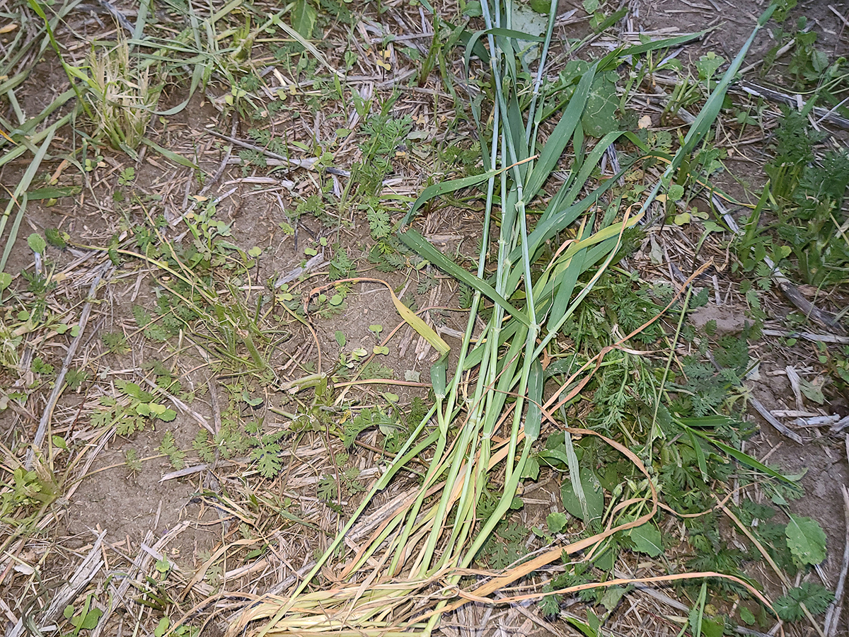 Close up of barley rolled at the two node stage showing visible crimping.