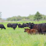 Cattle graze in a lush green pasture in the summer.