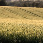 A uniform stand of wheat over a rolling hill with trees in the distance.