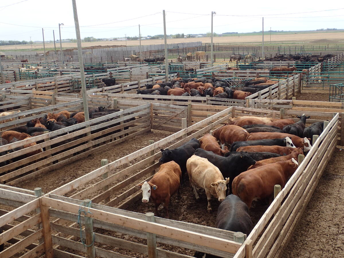 Cattle in pens at an auction mart.