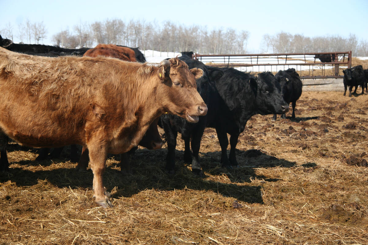 Viruses significantly damage the brain of cattle fetuses