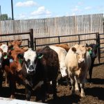 Affadavit outlines concerns with feeder co-op