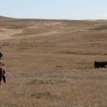 A cowboy on horseback checks some cattle in a community pasture.