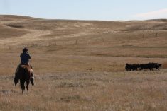 A cowboy on horseback checks some cattle in a community pasture.