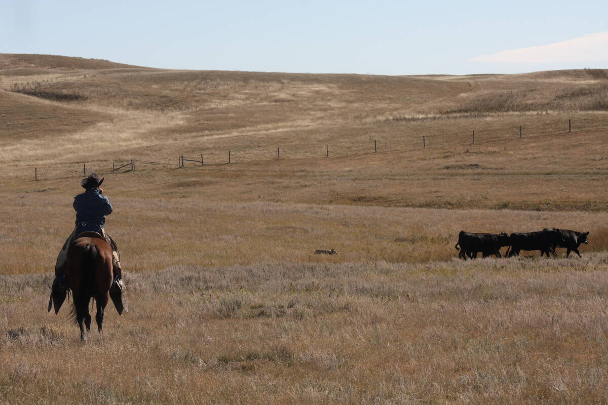 A cowboy on horseback checks some cattle in a community pasture.