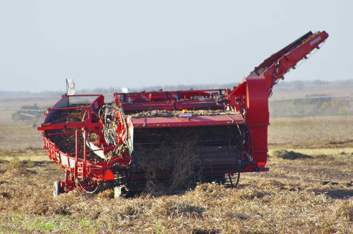 Potatoes are dug in southwestern Manitoba in October 2024. PHOTO: ALEXIS STOCKFORD