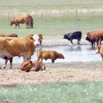 Cattle mull around a slough in a pasture.