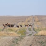 A herd of elk bunches up as the animals jump an old barbed wire fence line.