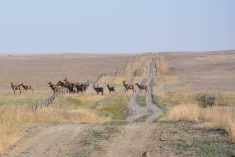 A herd of elk bunches up as the animals jump an old barbed wire fence line.