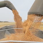 Two combine augers fill a grain truck with wheat simultaneously, one from each side of the vehicle.