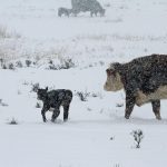 A cow watches. closely as her calf runs through the snow during a spring snow storm.
