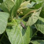 A grasshopper sits on the leaf of a soybean plant.