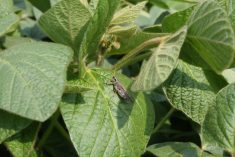 A grasshopper sits on the leaf of a soybean plant.