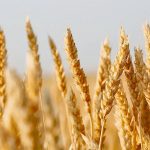Close-up of ripe wheat heads.