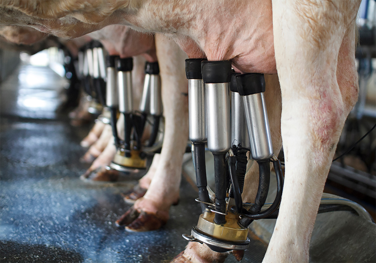 A low angle shot of cows standing in a milking barn being milked.