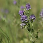 An alfalfa plant with purple blooms on it.