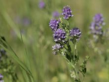 An alfalfa plant with purple blooms on it.