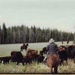 The case involved the sale of shares of Blue Goose Cattle Co., which included about 45,000 acres in 21 locations of the B.C. interior. | Screencap via archive.org/bluegoosecattle.com