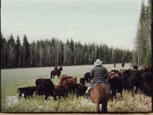 The case involved the sale of shares of Blue Goose Cattle Co., which included about 45,000 acres in 21 locations of the B.C. interior. | Screencap via archive.org/bluegoosecattle.com