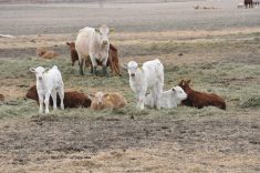 Young calves play in a pasture.
