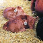 Two newborn calves lay in straw bedding near their mothers.