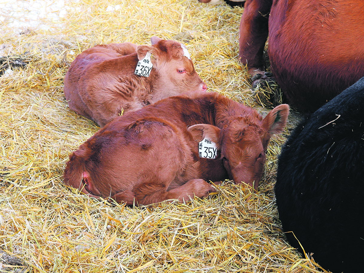 Two newborn calves lay in straw bedding near their mothers.