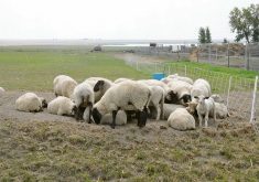 Sheep lay in the dirt in an outdoor pasture next to some temporary electric mesh fencing.