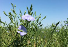 Close-up of the purple bloom on a flax plant.