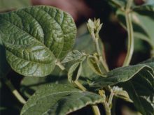 Close-up of the leqves on a bean plant.