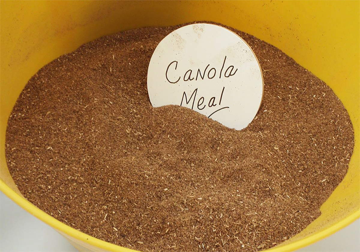 Canola meal in a yellow pail with "canola meal" hand-written in ink on a round piece of paper left sticking out of the meal.