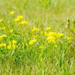Yellow flowers in a lush green pasture.