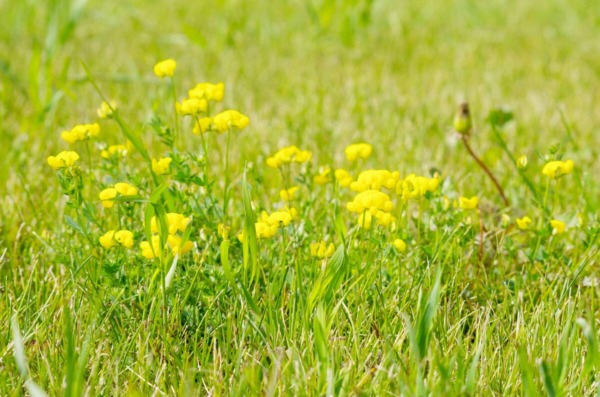 Yellow flowers in a lush green pasture.
