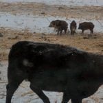 A trailcam photo of some wild pigs in among a herd of cattle.