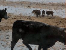 A trailcam photo of some wild pigs in among a herd of cattle.