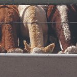 Cattle feeding out of a concrete bunk in a feedlot.