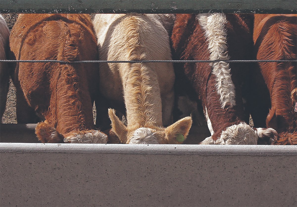 Cattle feeding out of a concrete bunk in a feedlot.