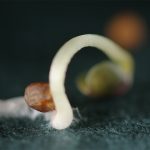 Close-up of a canola plant sprouting from its seed.