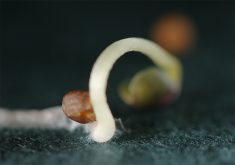 Close-up of a canola plant sprouting from its seed.