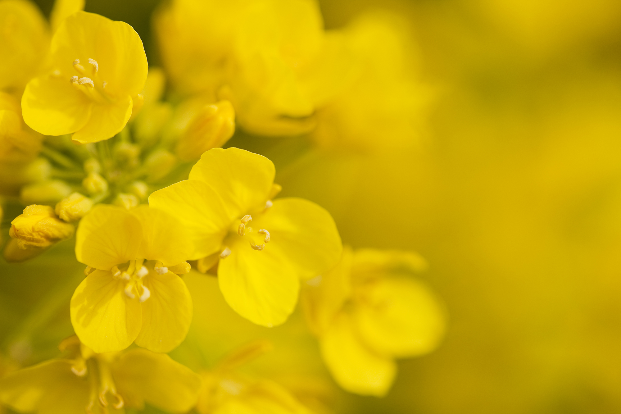 Detailed view of a yellow canola flower, set against a softly blurred background that highlights its beauty.
