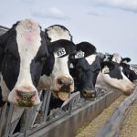 Dairy cattle look at the camera while eating feed from a concrete bunk outdoors.