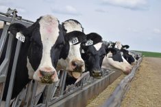 Dairy cattle look at the camera while eating feed from a concrete bunk outdoors.