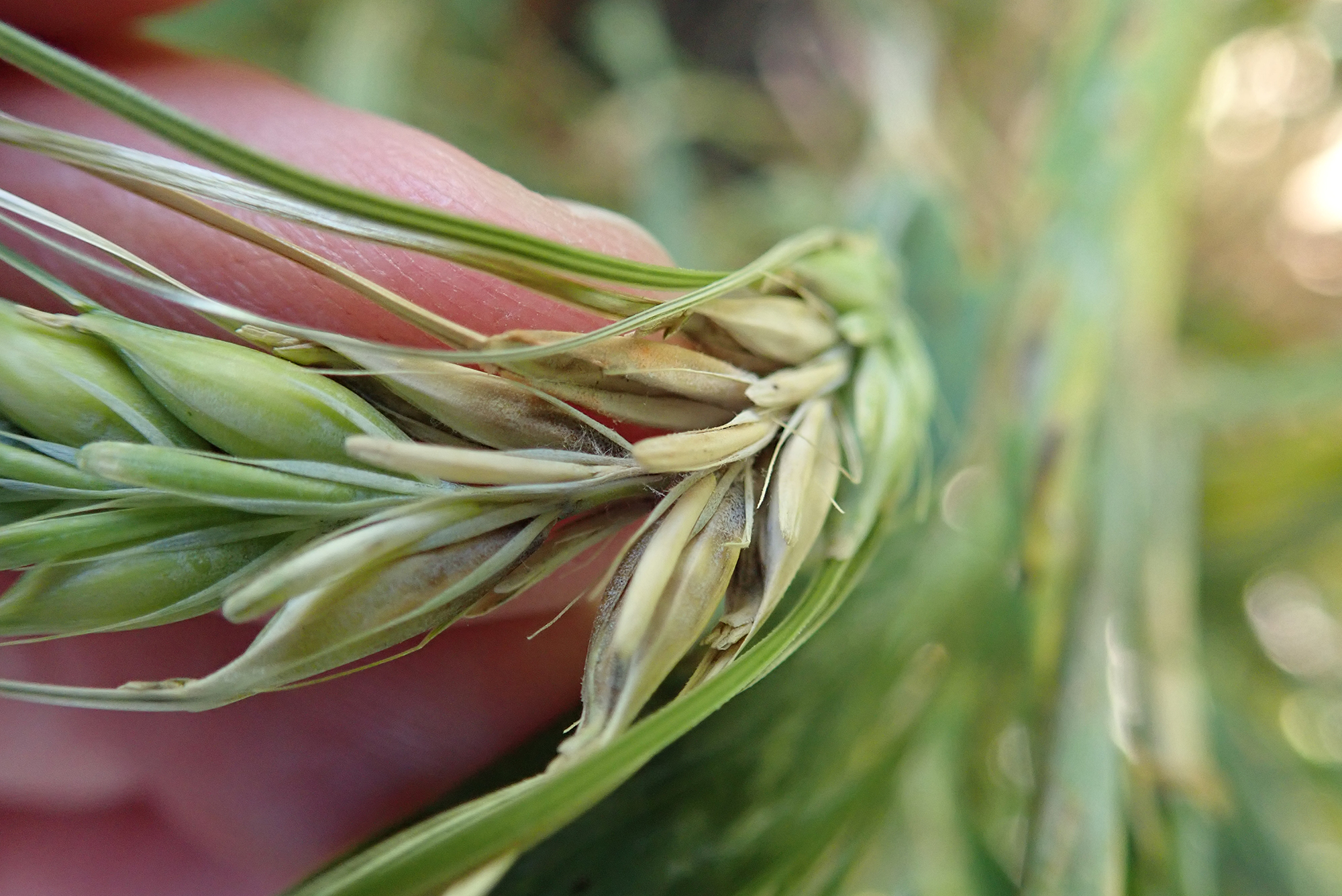 A close-up of a barley plant with green leaves, showing signs of fusarium head blight (FHB)