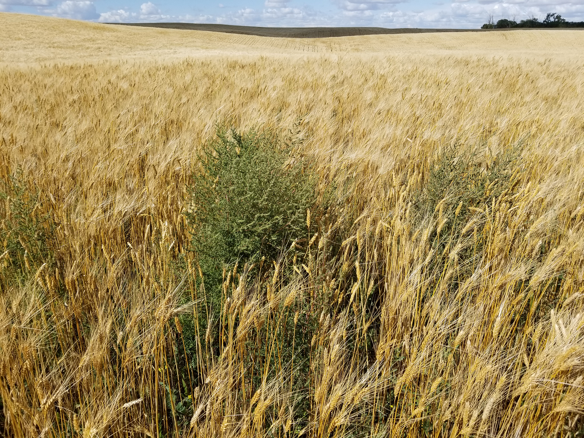 A vast field of golden wheat featuring clusters of kochia