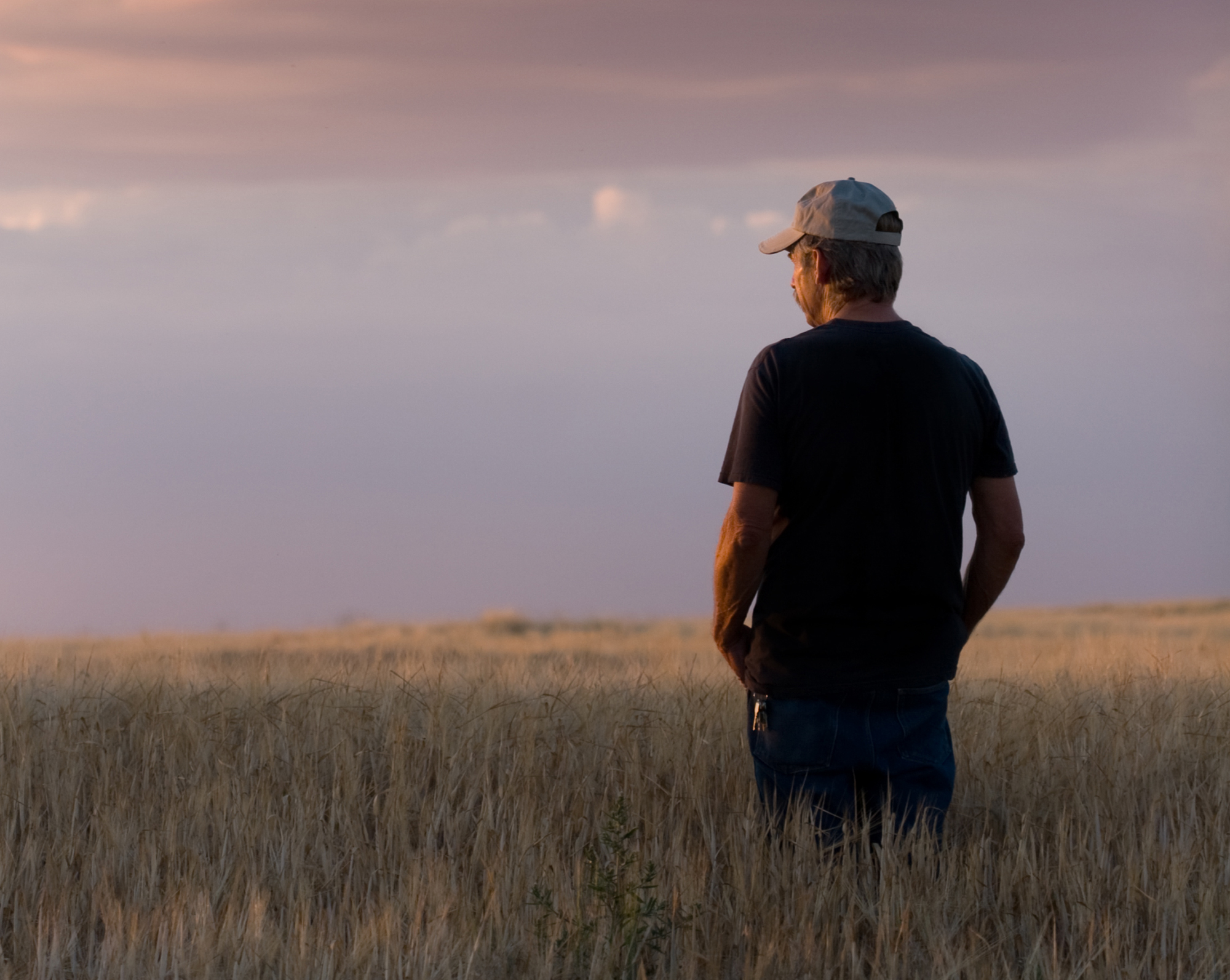 A man stands with his back to the viewer in a grain field, gazing thoughtfully at the distance among tall corn plants