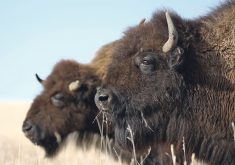 A close-up of two bison in profile with the closer of the two in perfect focus and the one in the background slightly blurry.
