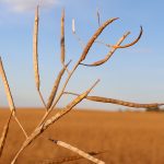Close-up of the pods on a lone canola plant with a ripe canola field ready to harvest in the background.