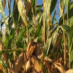 Corn plants in an Ontario field.
