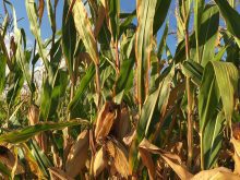 Corn plants in an Ontario field.